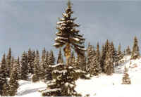 Bananenbaum.jpg (85997 Byte)